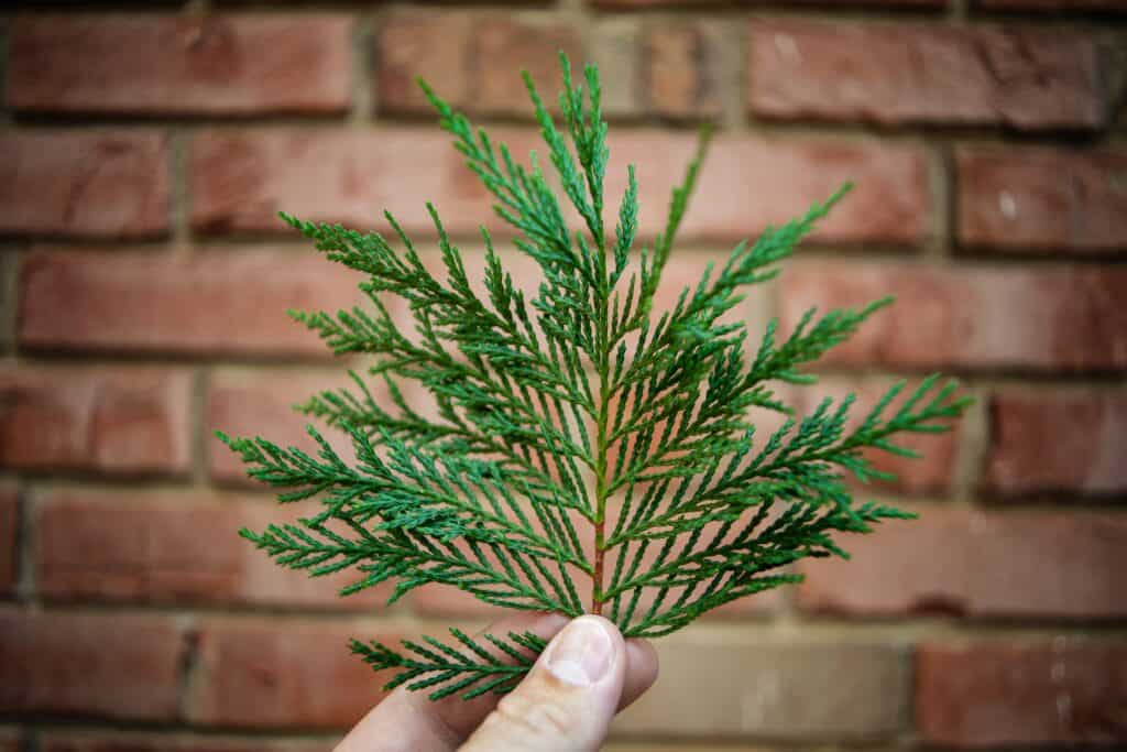 15 Native American Herbal Remedies: Cedar tree