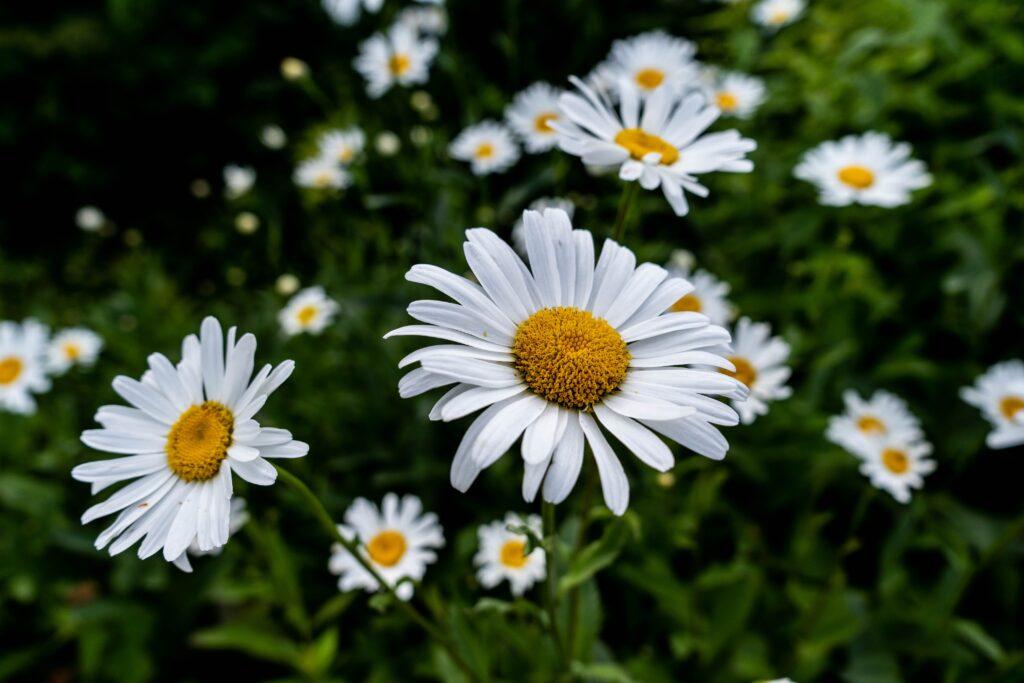 Herbs for Stress and Anxiety: Chamomile