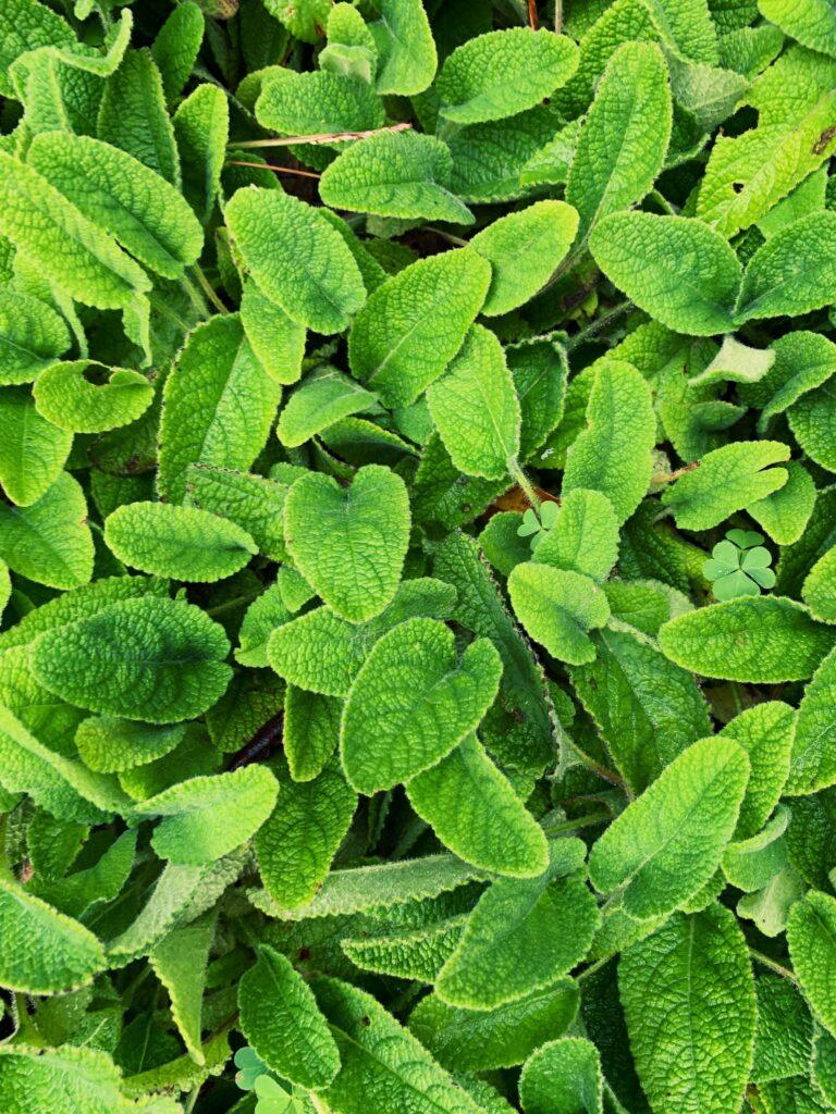 Herbs for Stress and Anxiety: Lemon balm