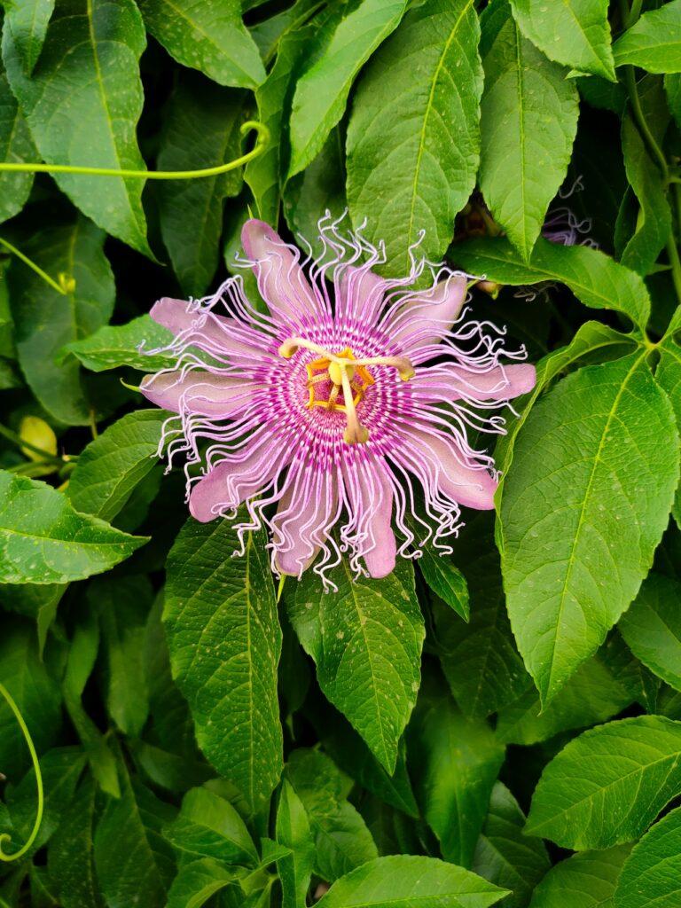 Herbs for Stress and Anxiety : Passionflower