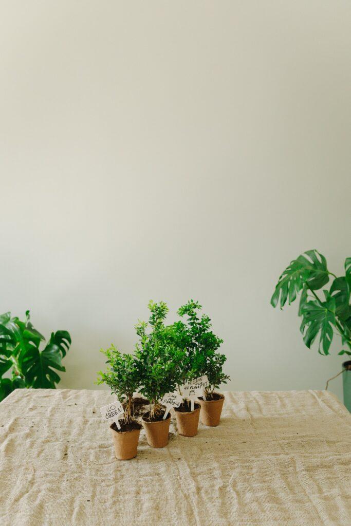 Indoor Herb gardening: Go green