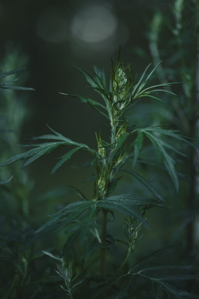Herbs for Stress: Mugwort