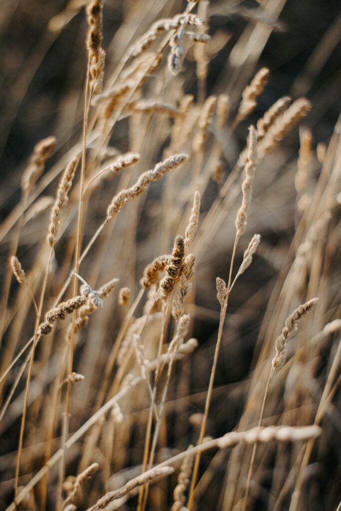 Herbs for Stress: Oat Straw
