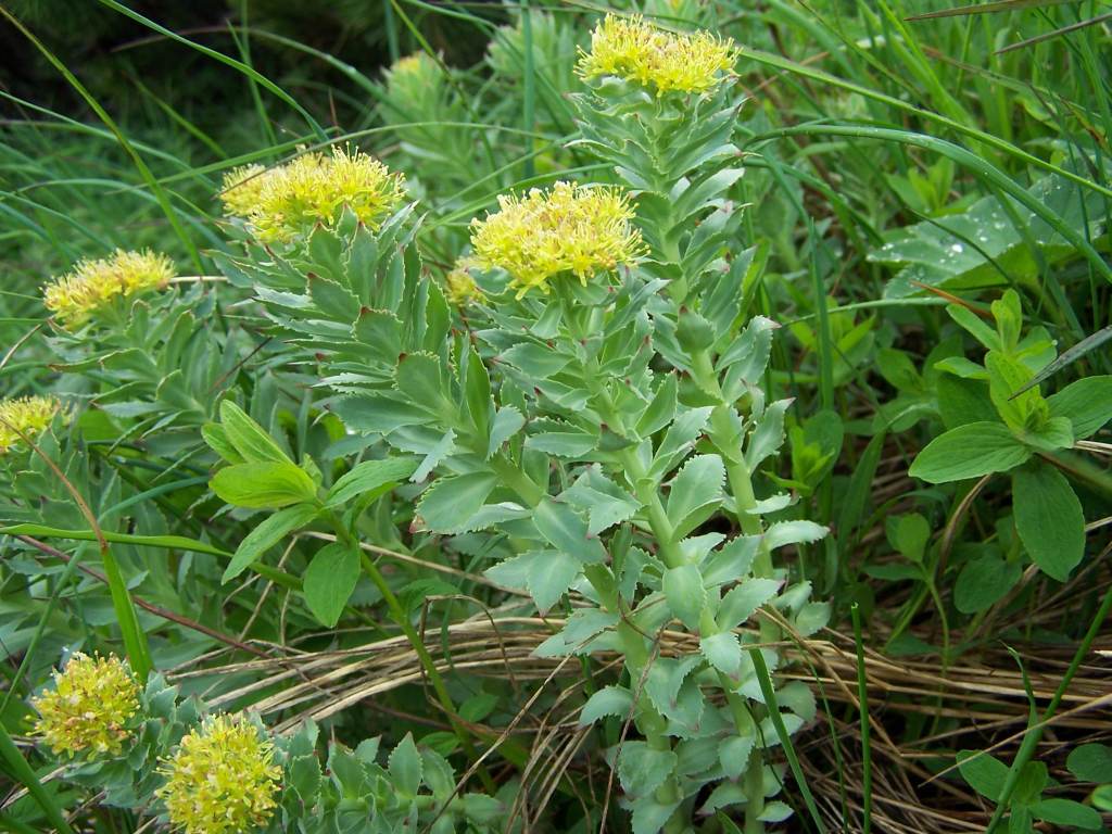 Herbs for Stress: Rhodiola Rosea