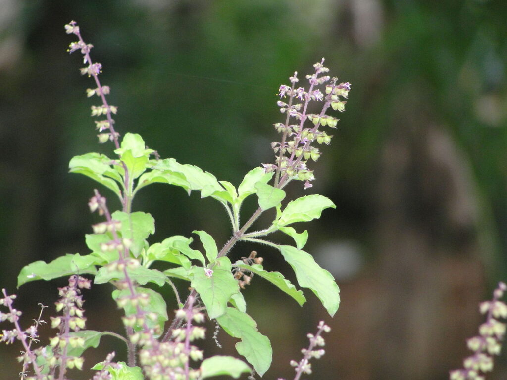 Herbs for Stress: Holy Basil