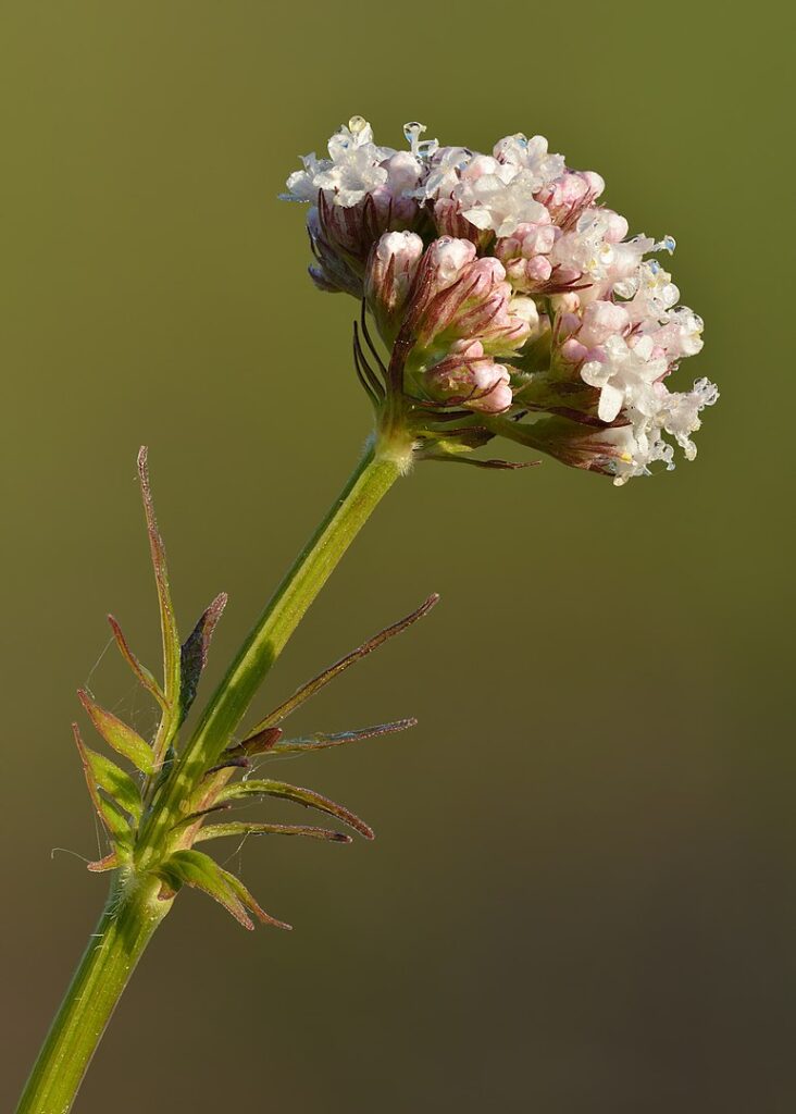 Herbs for Stress: Valerian Root